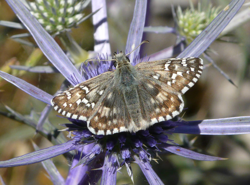 Pyrgus da identificare.